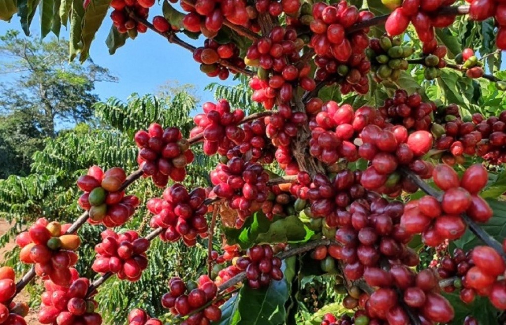 Produção de café em Calulo